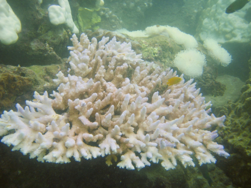 Image 1: Coral bleaching caused by marine heatwaves threatens not only the corals but also the species which rely on them for habitat. Photo: Dr Sylvain Agostini, Shimoda Marine Research Center, University of Tsukuba.
